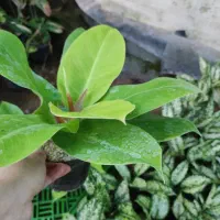 انواع گلهای آپارتمانی قیمت از 70 تا 180