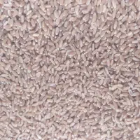 گندم چاق و اصلاح شده مناسب بذر