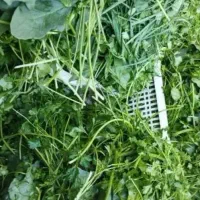 سبزی خورشتی پخته