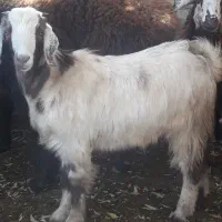 بزغاله چاق برای قربانی جفتی ۱۴میلیون