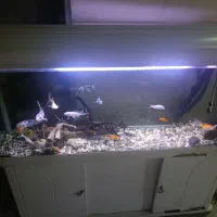 آکواریوم ۱.۵ متری با لوازم کامل|ماهی|مشهد, هفده شهریور|دیوار
