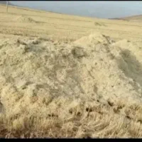 یونجه و کاه گندم|خدمات باغبانی و درختکاری|مرودشت, محمد آباد|دیوار