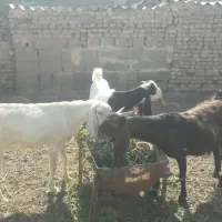 ۶عددبزبه همراه۳بزغاله|حیوانات مزرعه|بجستان, |دیوار