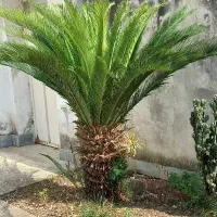 گل‌سیکاس