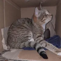 واگذاری گربه