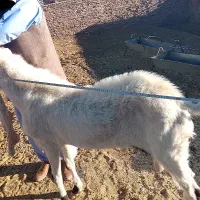 بز نر نژاد گلابی|حیوانات مزرعه|خاش, |دیوار