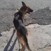 سگ شرمن شپرد|سگ|اسلامآباد غرب, |دیوار