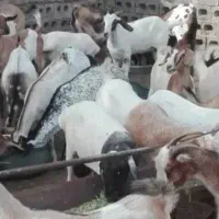 تعدادی 90عدد بز 14عدد با کهره‌ بقیه بدون کهره
