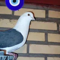 کفترهای پرشی|پرنده|خوانسار, |دیوار