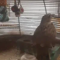 سهره قناری خاکی کرمانشاهی