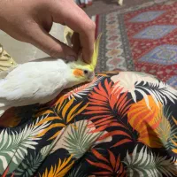 عروس هلندی|پرنده|قدس, شهرقدس|دیوار