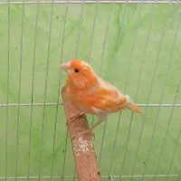 قناری موزائیکی|پرنده|شیراز, ماه فیروزان|دیوار