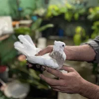 فروش طوقی اجری