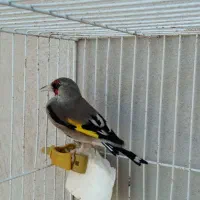 سهره کرمانی نر مست