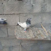 با سلام ی جفت کله دم درشت