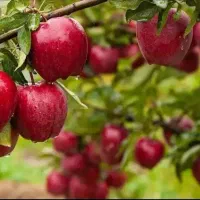 نهال سیب پایه رویشی M7