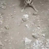 سگ هاسکی معاوضه با کفةر بوم شهرستانی|سگ|مشهد, رباط طرق|دیوار