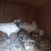 کفتر با دوتا جوجه