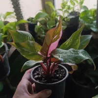 فیلندرون|گل و گیاه طبیعی|اهواز, فاز ۱ پادادشهر|دیوار