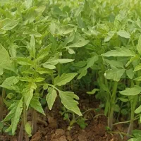 نشا گوجه بهترین و باکیفیت 1000 تومان