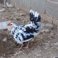 تخم مرغ نطفه دار نژاد گلین چهل تاج|حیوانات مزرعه|هشتگرد, هیو|دیوار