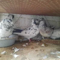 کفتر پرشی نرماده جور|پرنده|قم, حاج زینل|دیوار