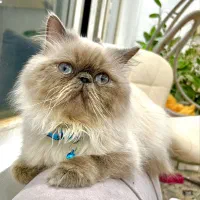 گربه هیمالین اصیل چشم ابی اقیانوسی اشرافی صورت فلت
