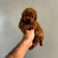 توله سگ پودل مینیاتوری ریز سایز