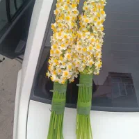 گل نرگس یه دسته ۵۰ شاخه ای  فقط ۱۳۰ت