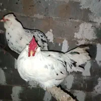 مرغ و خروس گلین چهل تاج|حیوانات مزرعه|خان ببین, |دیوار