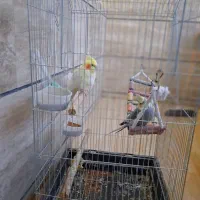 عروس هلندی