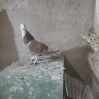 ماده دوبحرپیازی