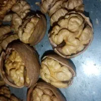 گردو