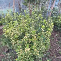 فروش شمشاد تزئین محوطه|گل و گیاه طبیعی|سیاهکل, |دیوار