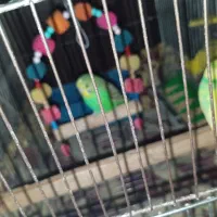 مرغ عشق مولد