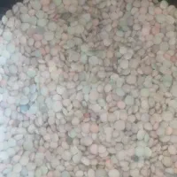 عدس تازه بیجار