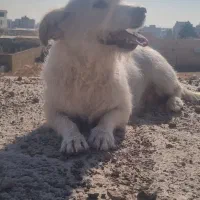 سگ شیتزو|سگ|قزوین, |دیوار