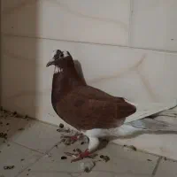 فروش دو تا کبوتر|پرنده|بندر کنگان, |دیوار