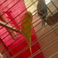 دو عدد مرغ عشق دستی ورام