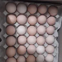 تخم مرغ محلی نطفه دار و خوراکی عمده وخرده
