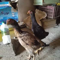 مرغ لاری|حیوانات مزرعه|موچش, |دیوار