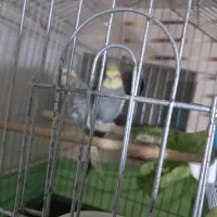 فروش عروس هلندی نر و ماده با قفس|پرنده|محمدیه-قزوین, |دیوار