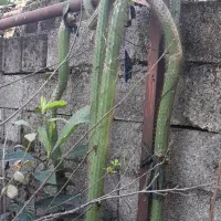 گل کاکتوس ماری بلند