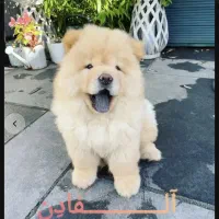 فروش فوری چاوچاو ماده 3 ماهه