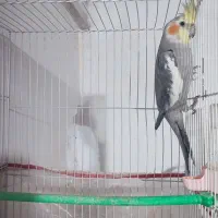 عروس هلندی نر ۸ ماهه|پرنده|مشهد, توس فردوسی|دیوار