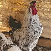 مرغ و خروس