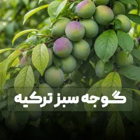 فروش نهال گوجه سبز ترکیه با کیفیت درجه یک