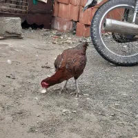 مرغ افغان محلی