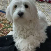 گمشده مژدگانی ۵ ملیون