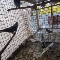 کبوتر پرشی|پرنده|خوانسار, |دیوار